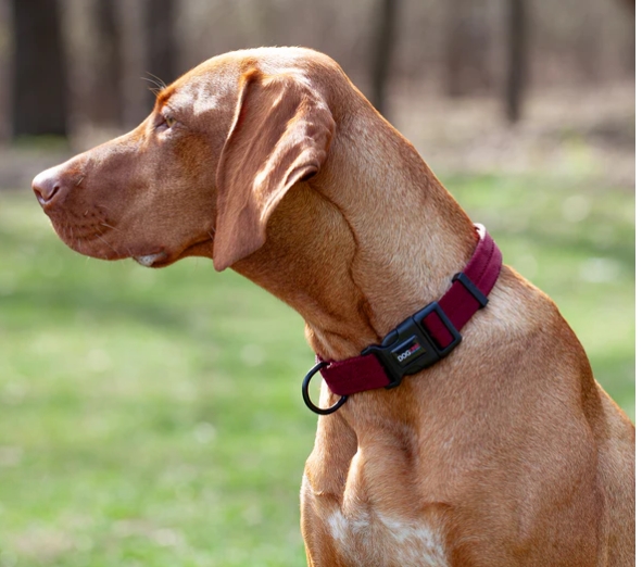 Dogline USA-Made Biothane Dog Collars and Harnesses