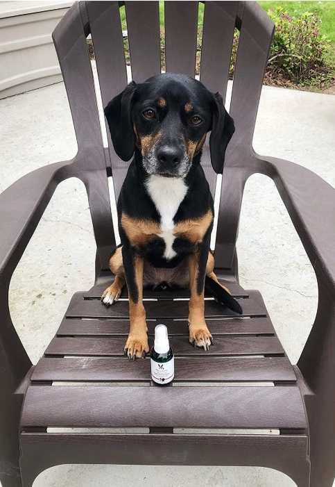 Dog Calming & Stress Relief Supplies | Fido's Lair