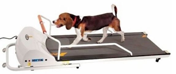 PetRun - PR720F Dog Treadmill for Medium to Large Dogs