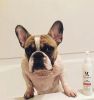 Warren London - Sani-Scrub Dog Paw Cleanser With Brush | Deep Cleaning Sanitizer