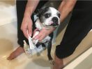 Warren London - Sani-Scrub Dog Paw Cleanser With Brush | Deep Cleaning Sanitizer
