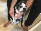 Warren London Paw Sani-Scrub - Gallon - Paw and Nail Cleanser