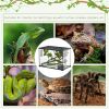 PawHut 14 Gallon Reptile Glass Terrarium Tank with Decor Kit, Breeding Box Full View with Visually Appealing Sliding Screen Top for Lizards, Frogs