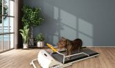 PetRun - PR720F Dog Treadmill for Medium to Large Dogs | Made in USA