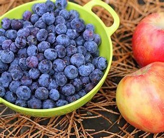 Fidos Lair | Roscoe & Stella’s All-Natural Grain-Free Apple & Blueberry Treats – Handcrafted Small-Batch Cookies