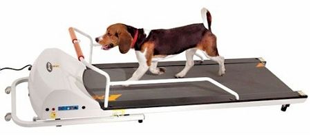 PetRun - PR720F Dog Treadmill for Medium to Large Dogs