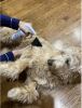 Warren London - Dog De-Matting & Detangler Spray | Made in the USA | 16oz