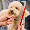 Warren London - Detangling Strong Dog Comb | Heavy-Duty Grooming Tool | Made in the USA