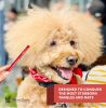 Warren London - Detangling Strong Dog Comb | Heavy-Duty Grooming Tool | Made in the USA
