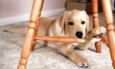 Warren London - Dog Bitter Spray Anti-Chew & Anti-Lick | Made in the USA