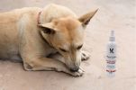 Warren London - Dog Bitter Spray Anti-Chew & Anti-Lick | Made in the USA