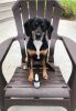 Warren London - Essential Oil Dog Calming Spray | Made in the USA