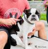 Warren London - Gentle Touch Slicker Brush for Puppies & Small Dogs | Made in the USA