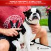 Warren London - Gentle Touch Slicker Brush for Puppies & Small Dogs | Made in the USA