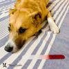 Warren London - Glass Nail File for Dogs | Durable Crystal Buffer | Made in the USA