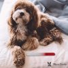 Warren London - Glass Nail File for Dogs | Durable Crystal Buffer | Made in the USA
