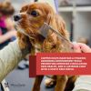 Warren London - Groomer's Everyday Copper Dog Comb | 7.5 Inch Dual-Action Grooming Tool | Made in the USA