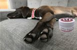 Warren London - Hydrating Butter Balm for Nose & Paws | Made in the USA