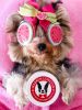 Warren London - Hydrating Butter Balm for Nose & Paws | Made in the USA