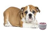 Warren London - Hydrating Butter Balm for Nose & Paws | Made in the USA