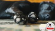 Warren London - Paw Defense Wax | Made in the USA