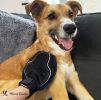 Warren London 2-in-1 Pet Grooming & Shedding Glove | Made in the USA