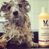 Warren London 2-in-1 Dog Shampoo + Conditioner - Coconut Scented
