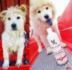 Warren London - Magic White Brightening Dog Shampoo - Cherry Scented - 17oz