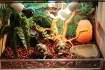 Resin Reptile Hideout Cave - Big Mouth Edition