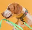 Dogline - BioThane® Waterproof Leash – Odor-Proof with Black Scissor Snap | Made in the USA