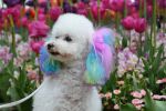 Warren London - Canine Color Semi-Permanent Coat Color Shampoo for Dogs | Made in the USA