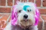 Warren London - Canine Color Semi-Permanent Coat Color Shampoo for Dogs | Made in the USA