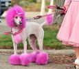 Warren London - Canine Color Semi-Permanent Coat Color Shampoo for Dogs | Made in the USA