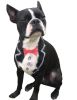 Warren London - Critter Color Temporary Pet Fur Coloring / Dog Dye | 4 oz | Made in the USA