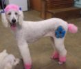 Warren London - Critter Color Temporary Pet Fur Coloring / Dog Dye | 4 oz | Made in the USA