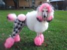 Warren London - Critter Color Temporary Pet Fur Coloring / Dog Dye | 4 oz | Made in the USA