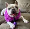 Warren London - Pawdicure - Dog Nail Polish In A Bottle | Made in the USA