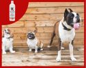 Warren London - Magic White Brightening Dog Shampoo - Cherry Scented | Made in the USA | 17oz