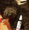 Warren London - Wet Kiss Dog Cologne | Made in the USA